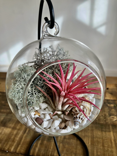 Diy Terrarium Air Plant Kit, Gift, Glass With A Stand. Ionantha Red Air Plant, Hanging Terrarium, Indoor Plant