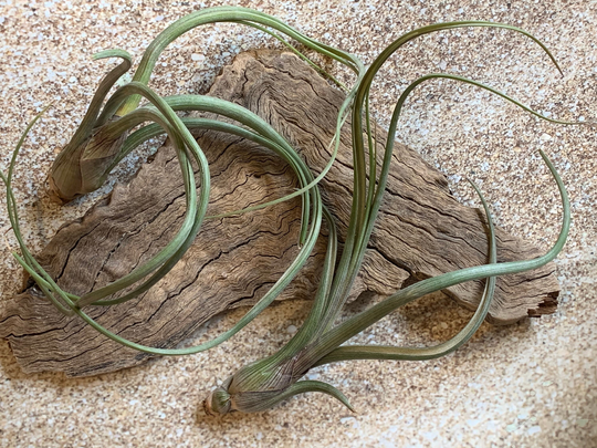 Baileyi Air Plant, Tillandsia Plant | Pseudobaileyi Plants, Wedding Decor, Airplants, Bulk, Tillandsia, Terrarium