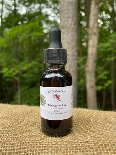 Wild Carrot Seed | Queen Anne's Lace Tincture Herb Extract Double Extraction