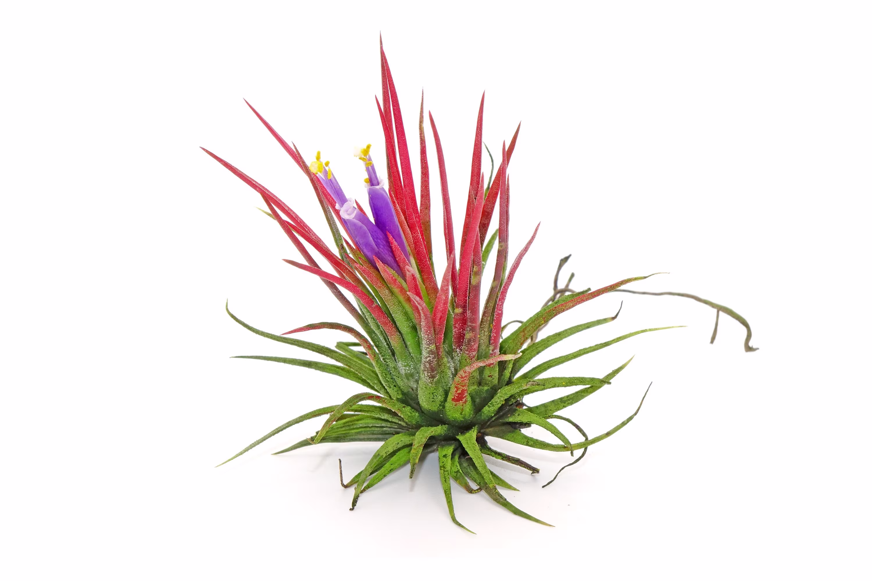 Tillandsia Ionantha Rubra, Beautiful Easy To Care Air Plants, Colorful Plants For Terrarium, Blooming Air Plant