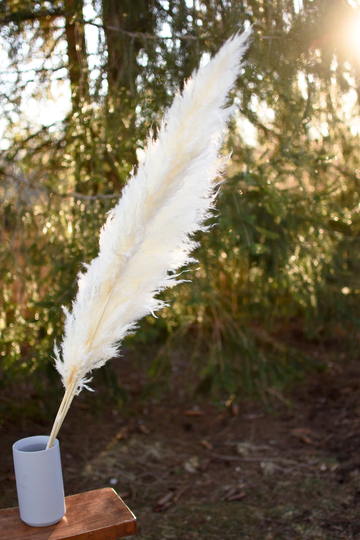 Bleached Pampas Grass, Wedding White Plume, Preserved Grass Bunch