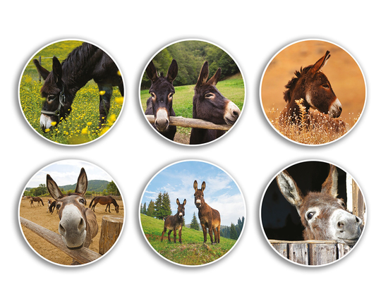 6 X 10cm Donkey Vinyl Stickers - Funny Farm Animal Horse Lover Equestrian Pets Scrapbooking Girls Boys Gift #78985