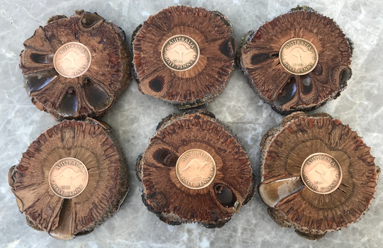 Set Of Six Banksia Fridge Magnet With Australian Kangaroo Half Penny
