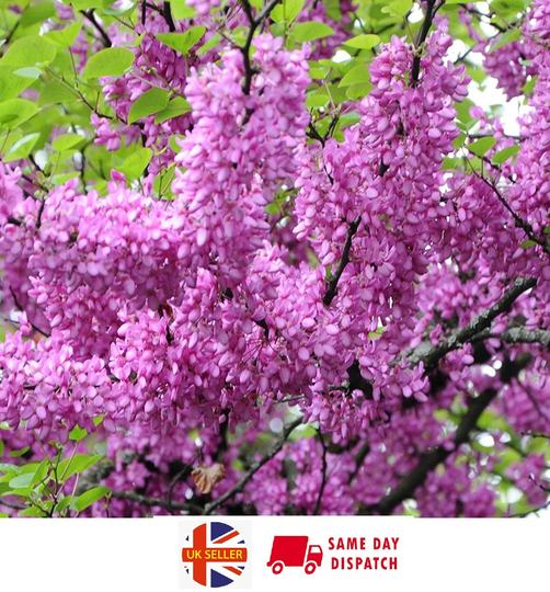 Judas Tree | Cercis Siliquastrum | 25 Fresh Seeds UK Hardy Same Day Dispatch