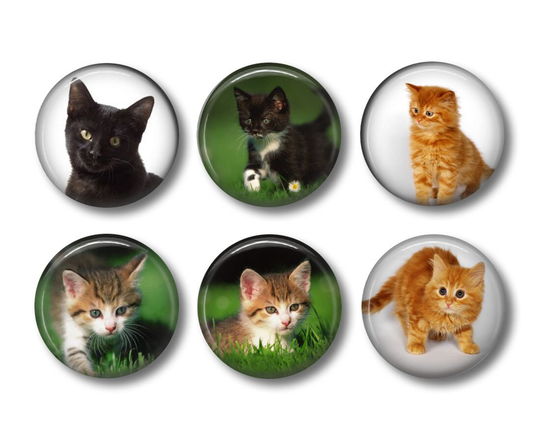 Kitten Fridge Magnets