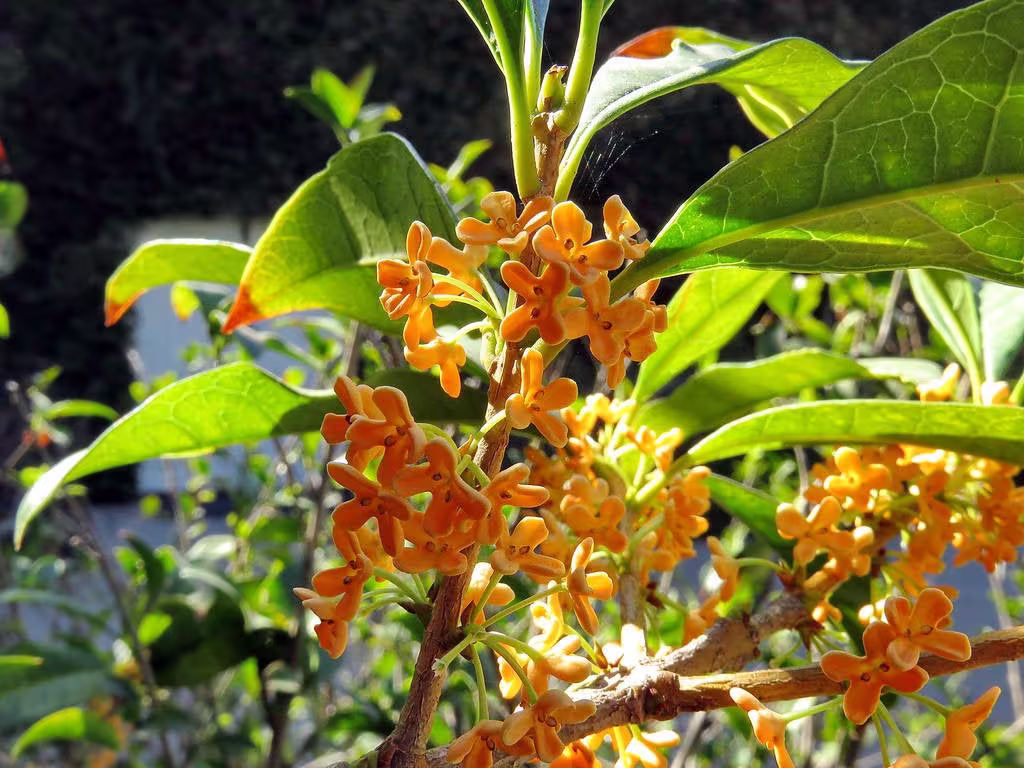 Osmanthus Fragrans Seeds - Sweet Tea Olive Fragrant Olea Tcm Herb Gui Hua Medicinal Flowering Evergreen Shrub Planting