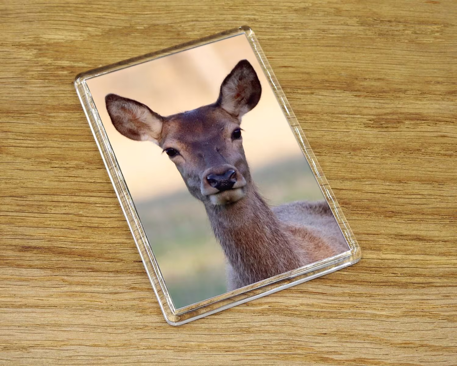 Deer Fridge Magnet, Woodland Animal Photography British Wildlife Gift, Large Red Photo Magnet