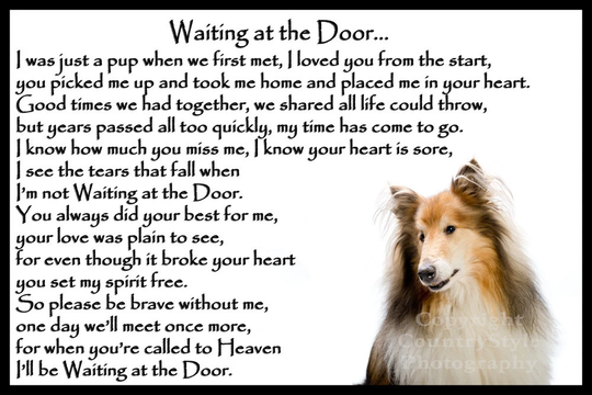 Rough Collie Sheepdog Dog Memorial Fridge Magnet Pet Loss Bereavement Gift