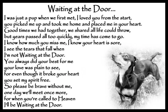 Smooth Haired Dachshund Memorial Sympathy Magnetic Card Pet Loss Bereavement Gift