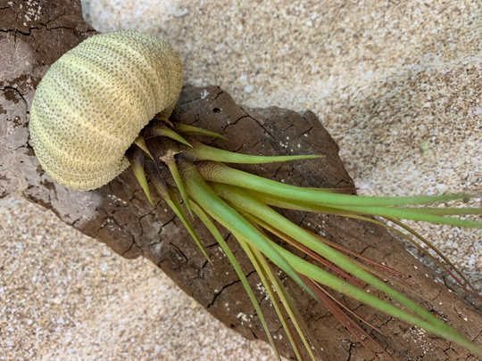 Melanocrater Tricolor Air Plant, Tillandsia Flowering Airplant, Wedding Decor, Airplants, Bulk, Tillandsia, Terrarium