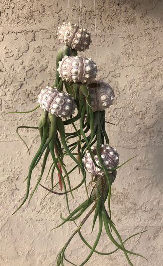 xl Curly Air Plant Sea Urchin Jellyfish Will Bloom Deals At Checkout Plant/Sputnik Sea Urchin Shell/Caput Medusae/Florida Gift
