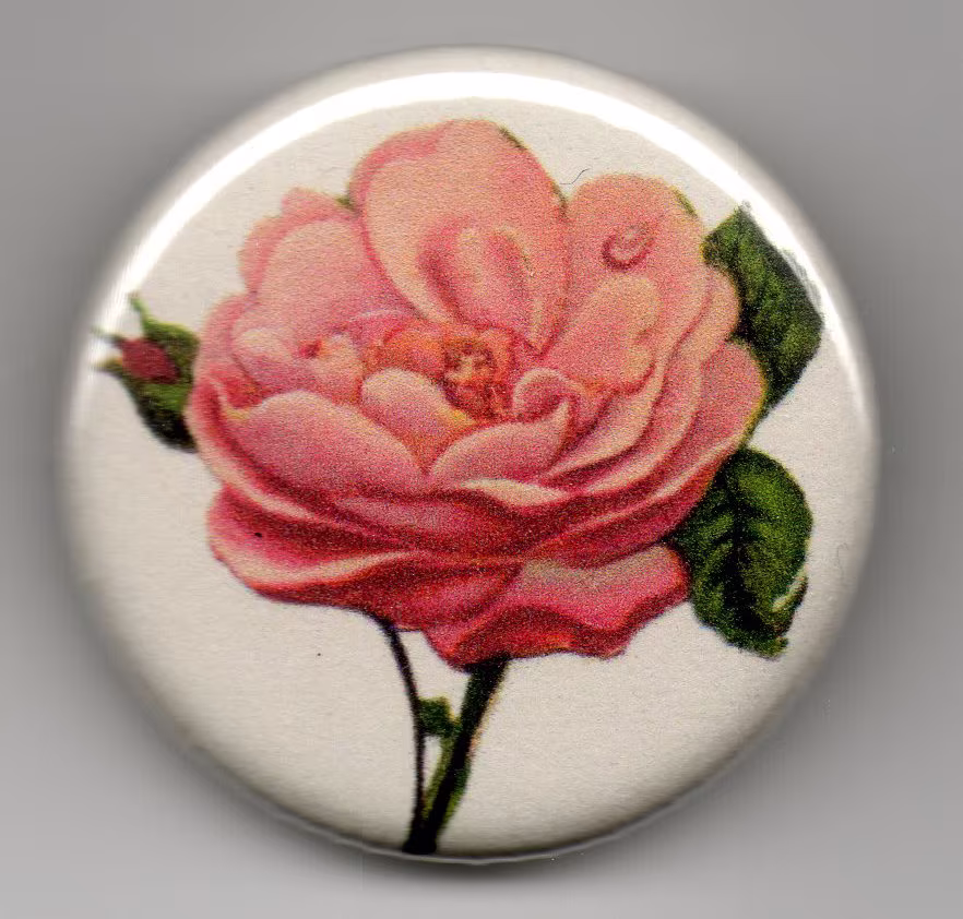 Wonderful Large Pink Rose 1.25 Inch Pin Back Button Vintage Image