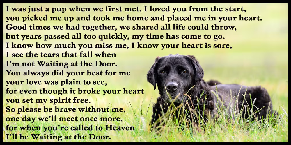 Black Labrador Retriever Dog Memorial Fridge Magnet Pet Loss Bereavement Rainbow Bridge Gift