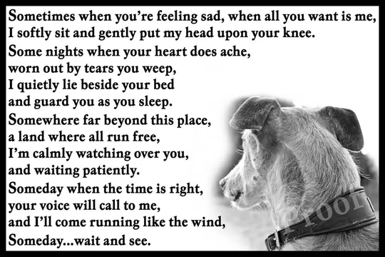 Greyhound Whippet Lurcher Dog Pet Loss Memorial Bereavement Fridge Magnet Gift