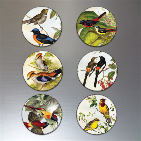 Vintage Birds Victorian Illustrations Fridge Magnets Set Of 6 Large Flexible - No.1