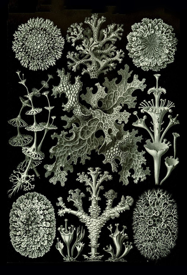 Lichen From Ernst Haeckel's Kunstformen Der Natur, 1904 - Postcard