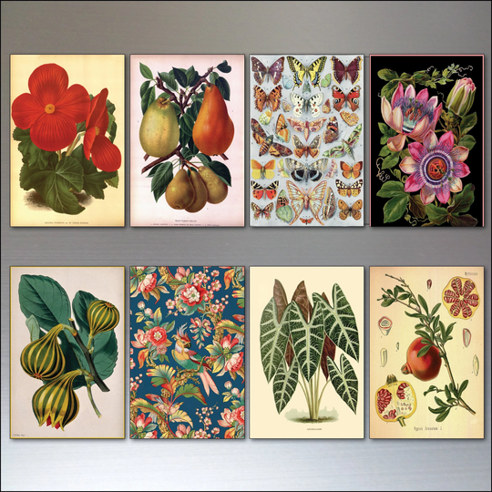 Victorian Botanical Illustrations Decorative Fridge Magnets No.1