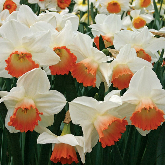 Daffodil Pink Charm 5 Bulbs