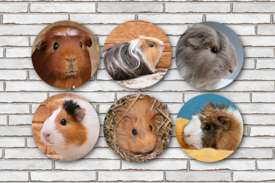 Set Of 6 Guinea Pig Fridge Magnets Or Pinback Buttons/Gifts Decor Items