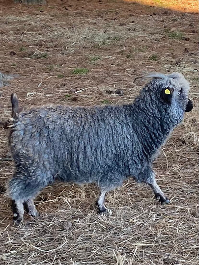 Quigley - Raw Gray Angora Goat Mohair