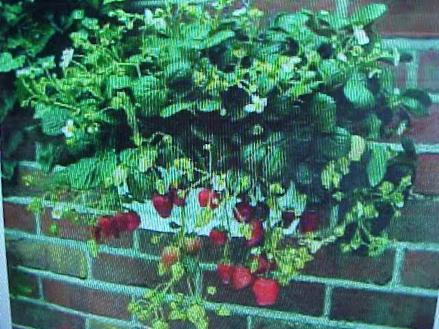 Climbing Sweet Red Strawberry Seeds. 25 Seeds Per Package. Also See The 15 Count Single Pac, Bulk 50, & 100 Packages