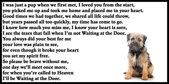 Border Terrier Memorial Fridge Magnet Pet Loss Bereavement Gift