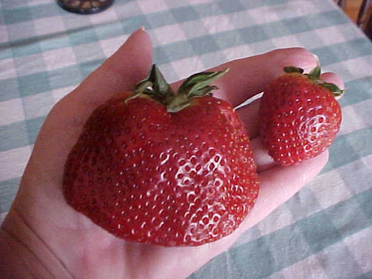 Big Sweet Mama Strawberry Seeds Produce Super Huge Strawberries 100+ Seeds Always, Per Package Also See 12, 25, 50 Seed Packages
