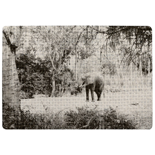 Clarion Elephant Jungle Designer Shaggy Black/White Rug