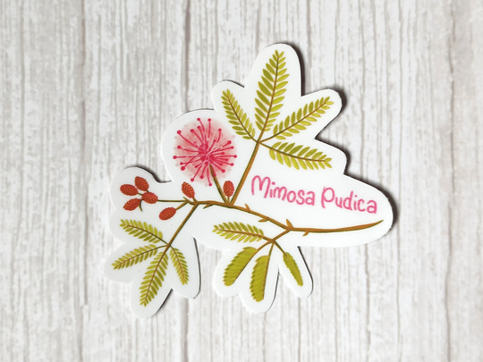 Mimosa Pudica Plant Vinyl Sticker