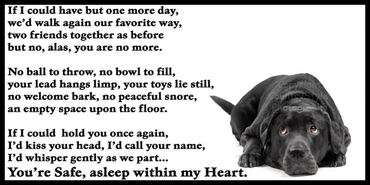 Black Labrador Dog Pet Loss Bereavement Fridge Magnet Memorial Rainbow Bridge Gift