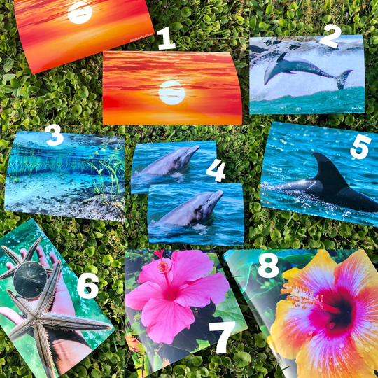 Photography Prints 4x6 Florida Blue Dolphin Print Pink Orange Hibiscus Flower Sunset Starfish Underwater
