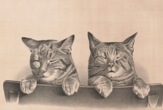 Two Sleeping Cats By Thomas Hunter, 1874 - Postcard