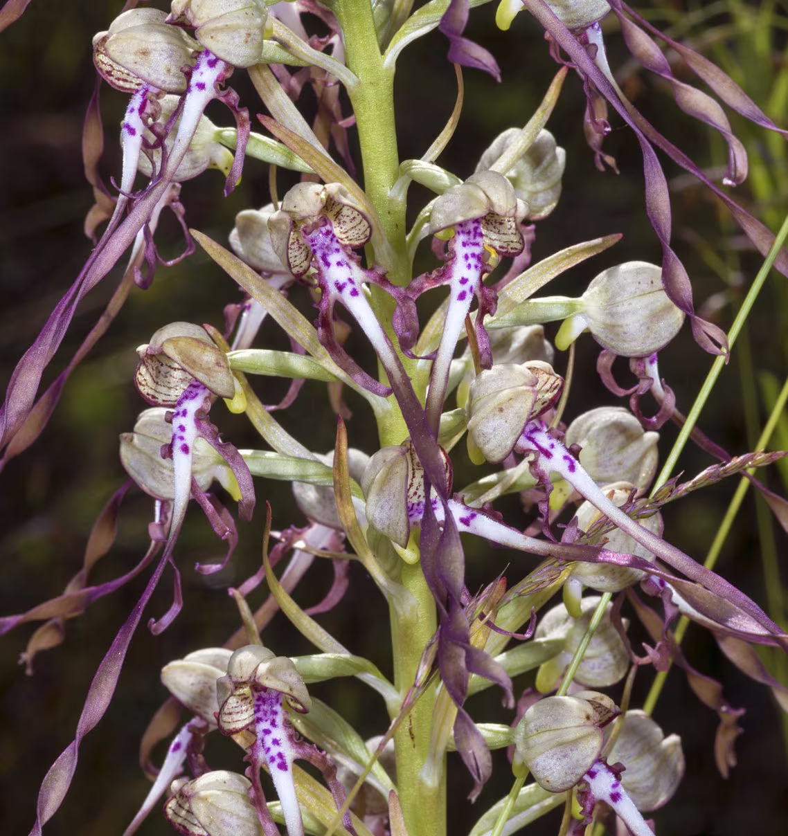 Himantoglossum Hircinum, The Lizard Orchid Bulbs Or Seed Pods, Ground Orchid, Animal Pest Control