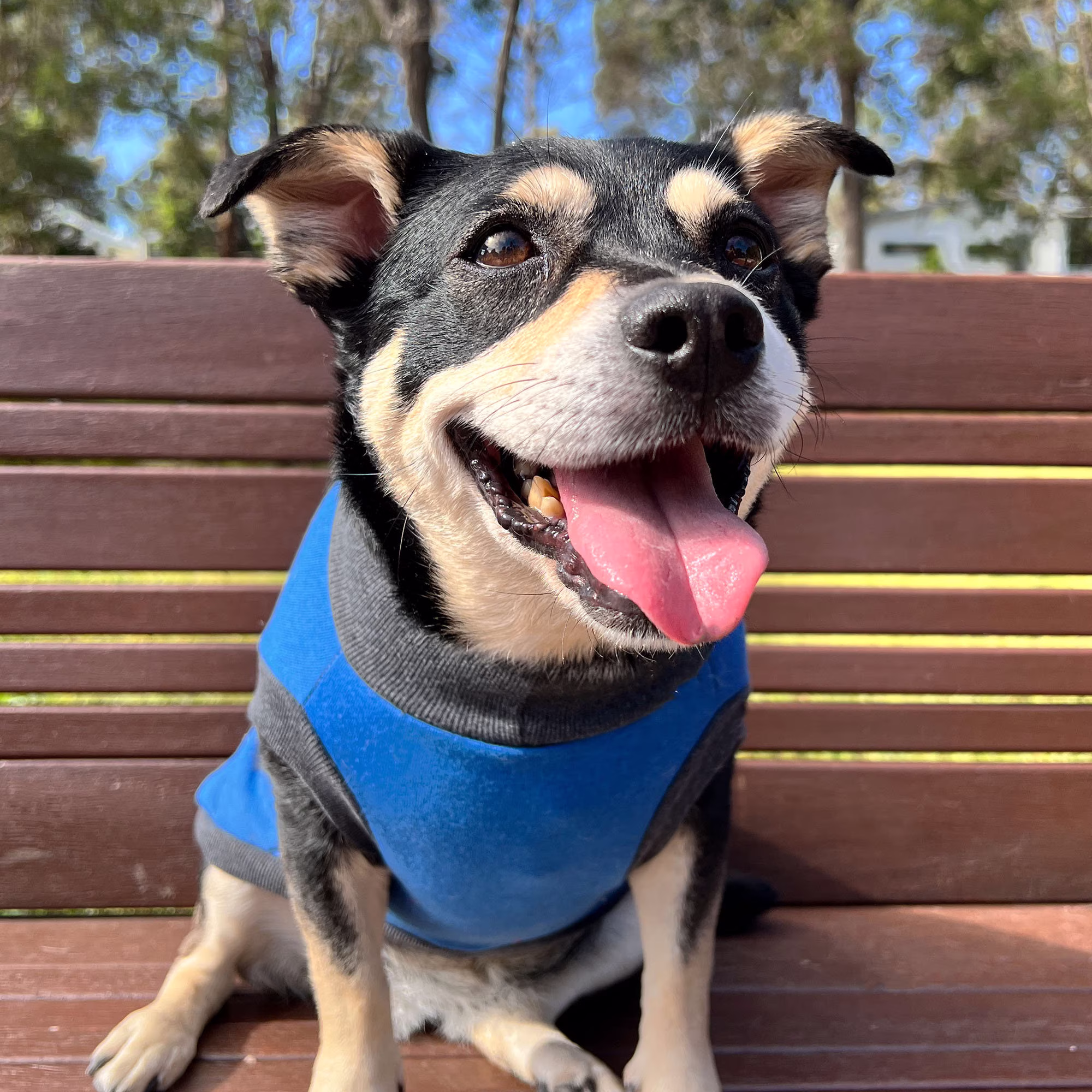 True Blue Dog Jacket/Coat Winter Fleece