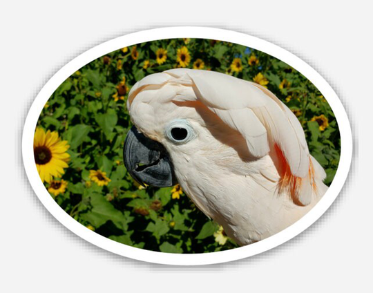 Magnet Or Sticker Moluccan Cockatoo With Sunflowers in An Oval | Max The Moluccan
