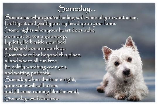 West Highland White Terrier Westie Memorial Fridge Magnet Pet Loss Bereavement Gift