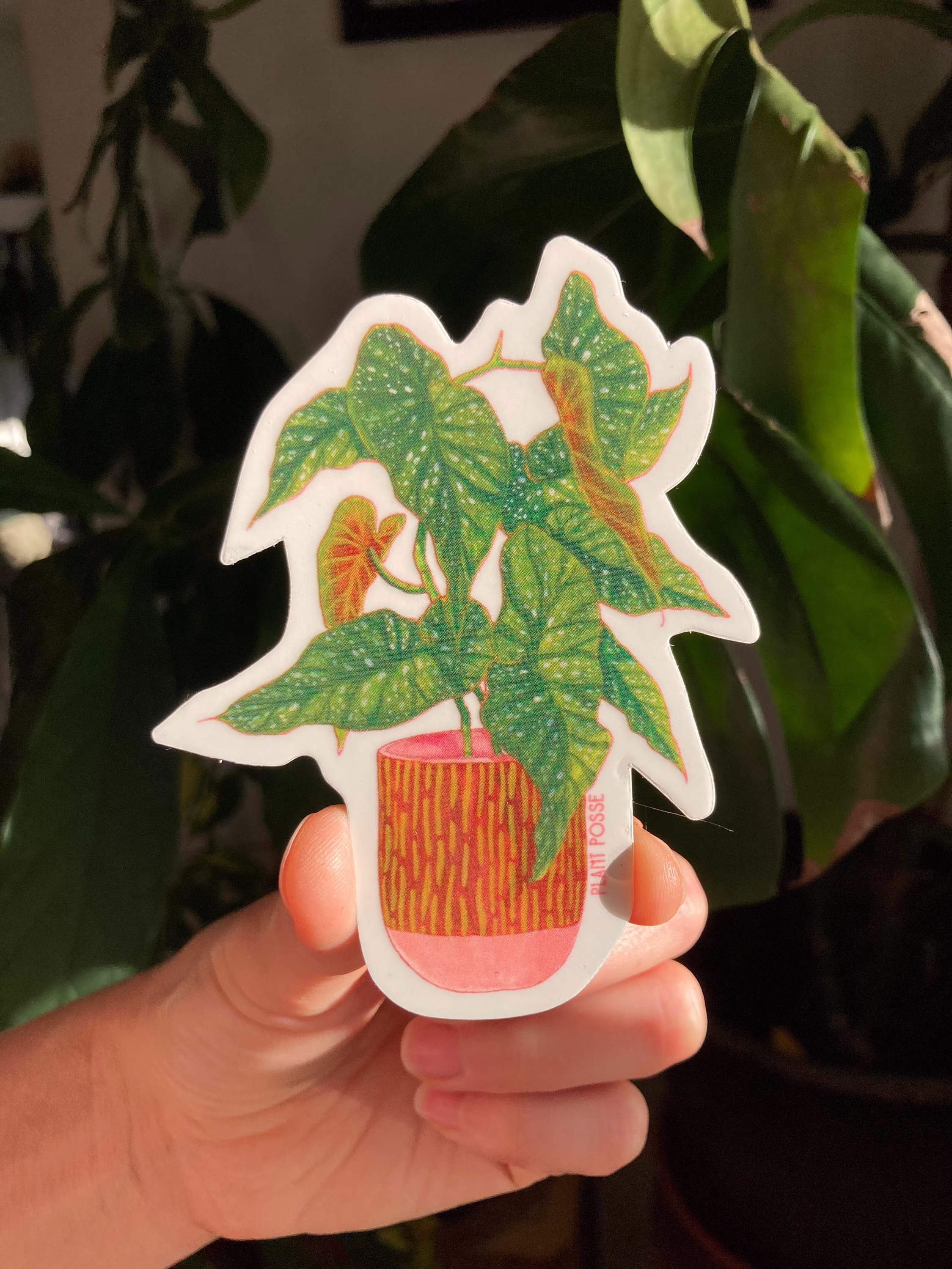 Begonia Plant Sticker, Plant Art, Stickers, Polka Dot Plant, Houseplants, Gifts, Parent, Gifts Under 5, House Plants, Green