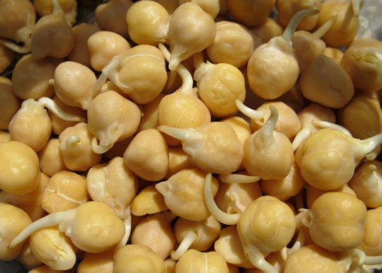Vegetable - Sprouting Chick Pea 600 G Premium Quality Seeds