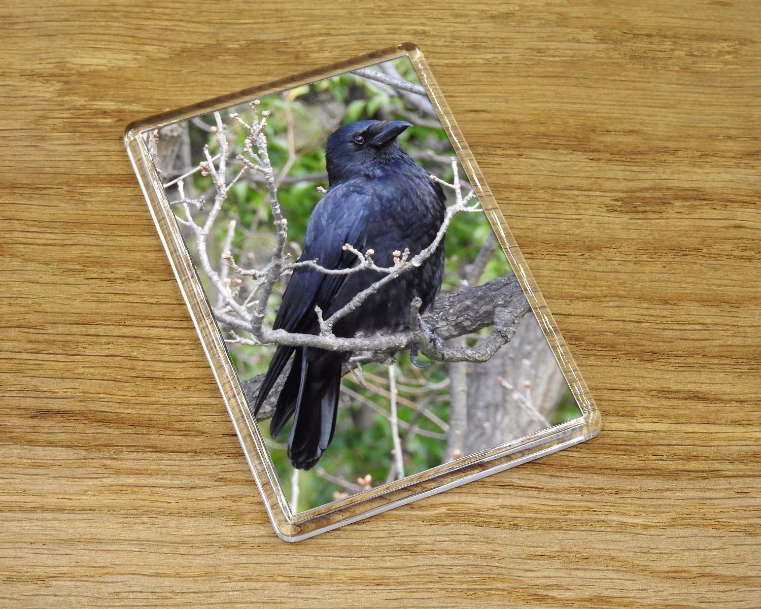 Raven Fridge Magnet, Photography Corvid Crow Gift, Large Carrion Photo Magnet