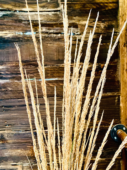 Ultra Thin Pampas Grass Flower