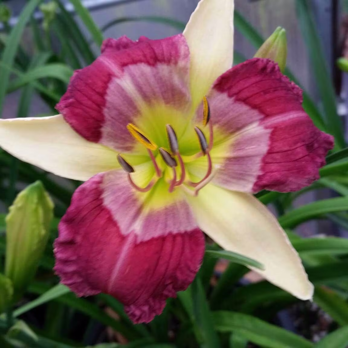 Daylily Seeds | Miss Vera Carp Flower Perennial Ready To Grow Rare Flowers