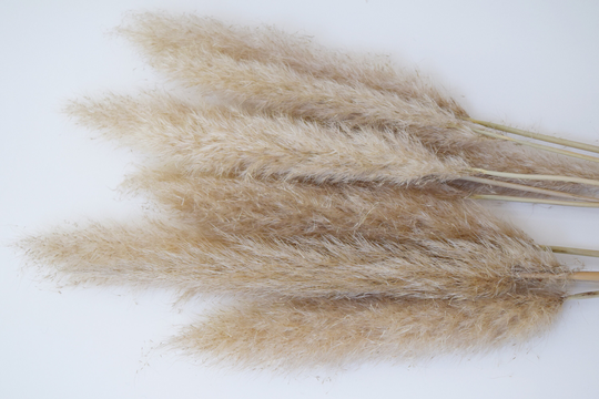 Dried Natural Pampas Grass | 5 Luxury Fluffy Home Decor Wedding Chic Centrepiece Christmas Gift