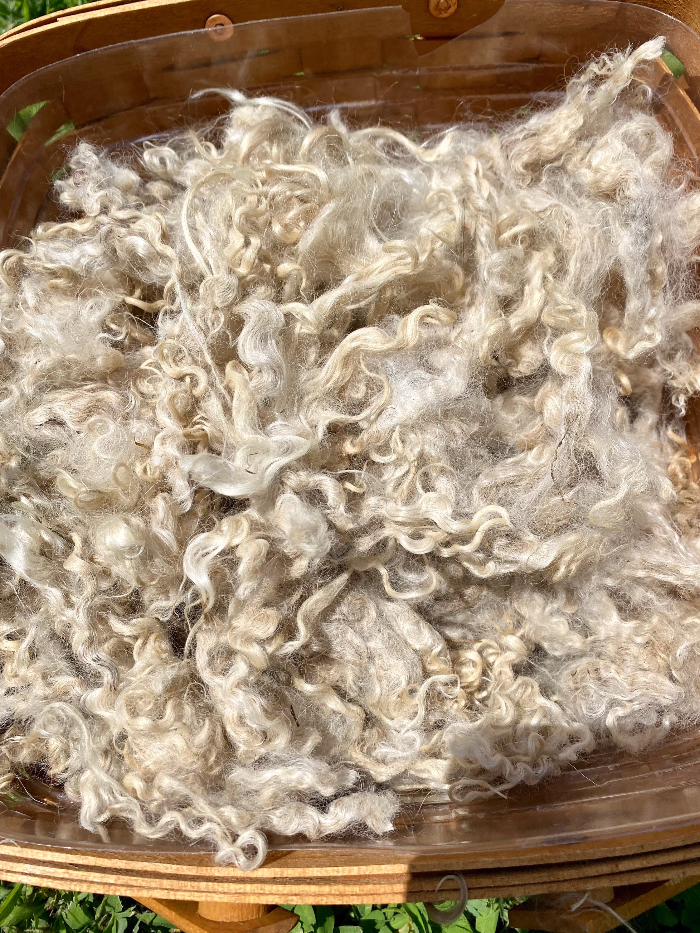 Susie - White Angora Fiber