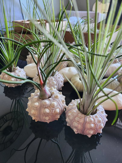 Air Plant Tillandsia | Live in A Beautiful Sea Urchin Natural Fossils, Air Purifying, Indoor Houseplants, Easy Care Plants, Christmas Gift