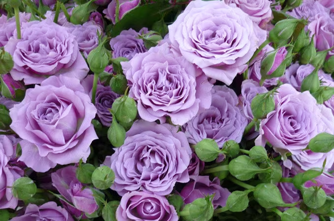 10 Purple Rose Rosa Bush Shrub Perennial Flower Seeds H1002