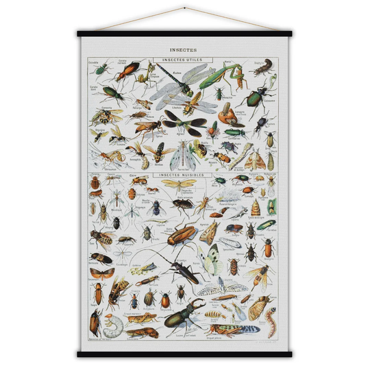 'Insectes' Graphic Art Print Poster